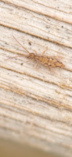 Entomobrya katzi