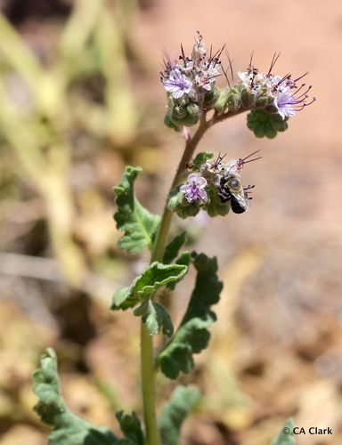 Gypsum Phacelia
