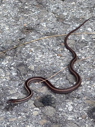 Sibynophis melanocephalus observed 2026-10-12