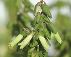 Correa reflexa reflexa