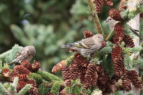 Pine Siskin