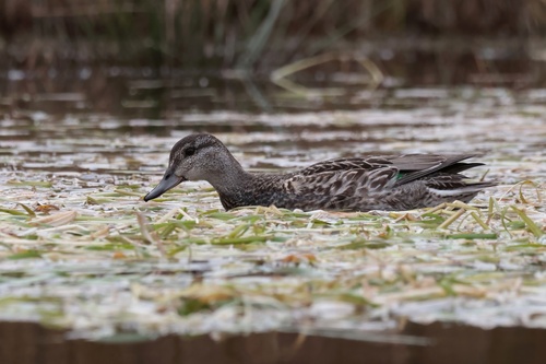 Green-winged Teal