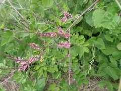 Indigofera pseudotinctoria