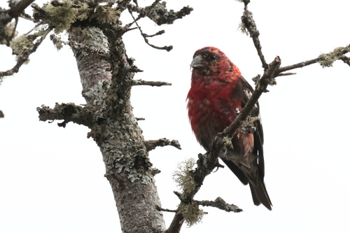 White-winged Crossbill