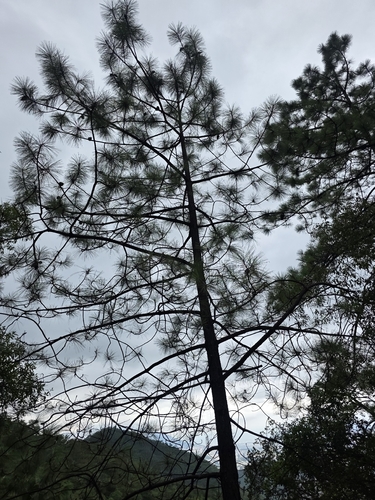 Pinus teocote, 2026-10-11