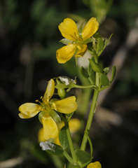 Roepera billardierei