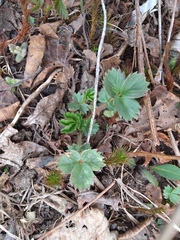 Potentilla stolonifera