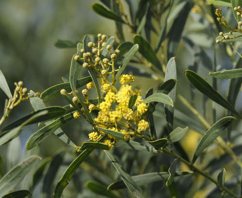 Image of Acacia uncifolia by (c) Chris Clarke, some rights reserved (CC BY)