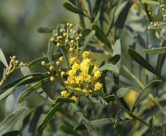 Acacia uncifolia