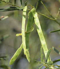 Acacia uncifolia