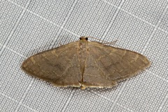 Idaea coercita