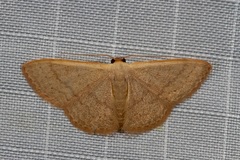 Idaea uniformis