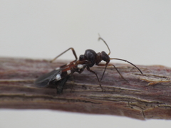 Laurinia camponotideus