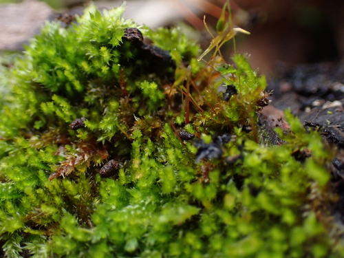 Platygyrium repens observed 2026-10-11