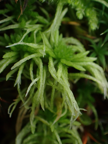 Sphagnum fimbriatum observed 2026-10-11