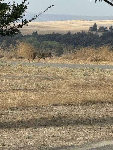 Coyote