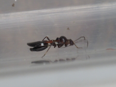 Laurinia camponotideus