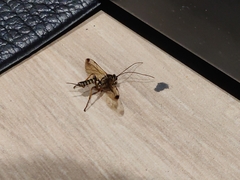 Echthromorpha