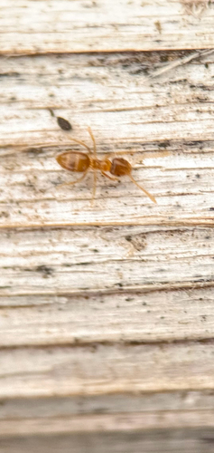 Hairless Rover Ant