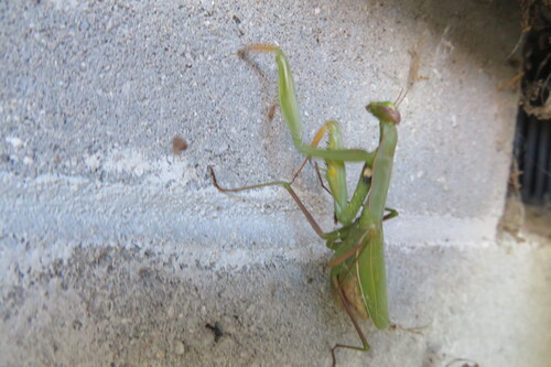 European Mantis