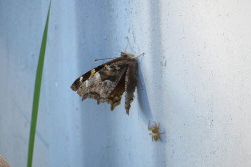 Compton Tortoiseshell