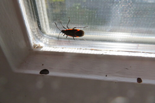 Eastern Boxelder Bug