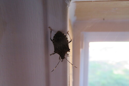 Brown Marmorated Stink Bug
