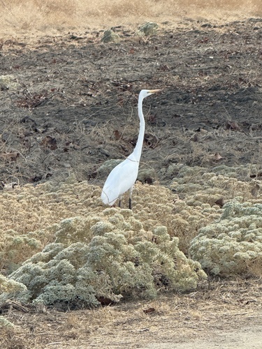 Great Egret