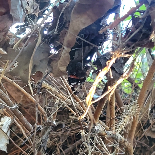 Red Admiral