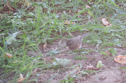 Dark-eyed Junco