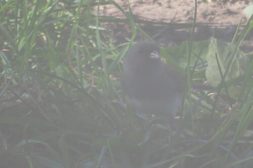 Slate-colored Junco