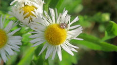 Anthrenus angustefasciatus