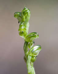 Pterostylis cycnocephala