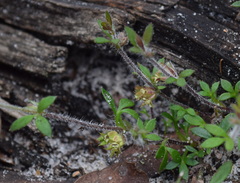 Xanthosia