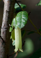 Correa reflexa reflexa