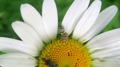 Anthrenus angustefasciatus