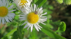 Anthrenus angustefasciatus