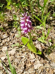 Orchis militaris