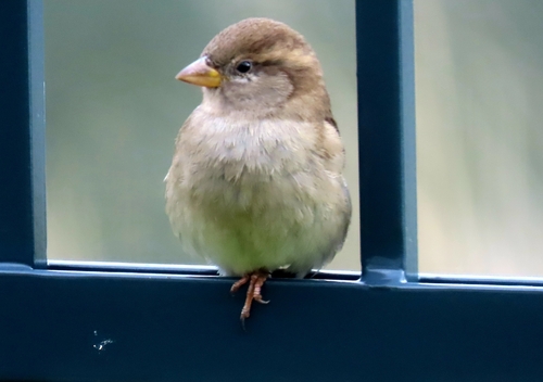 House Sparrow