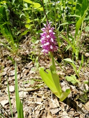 Orchis militaris