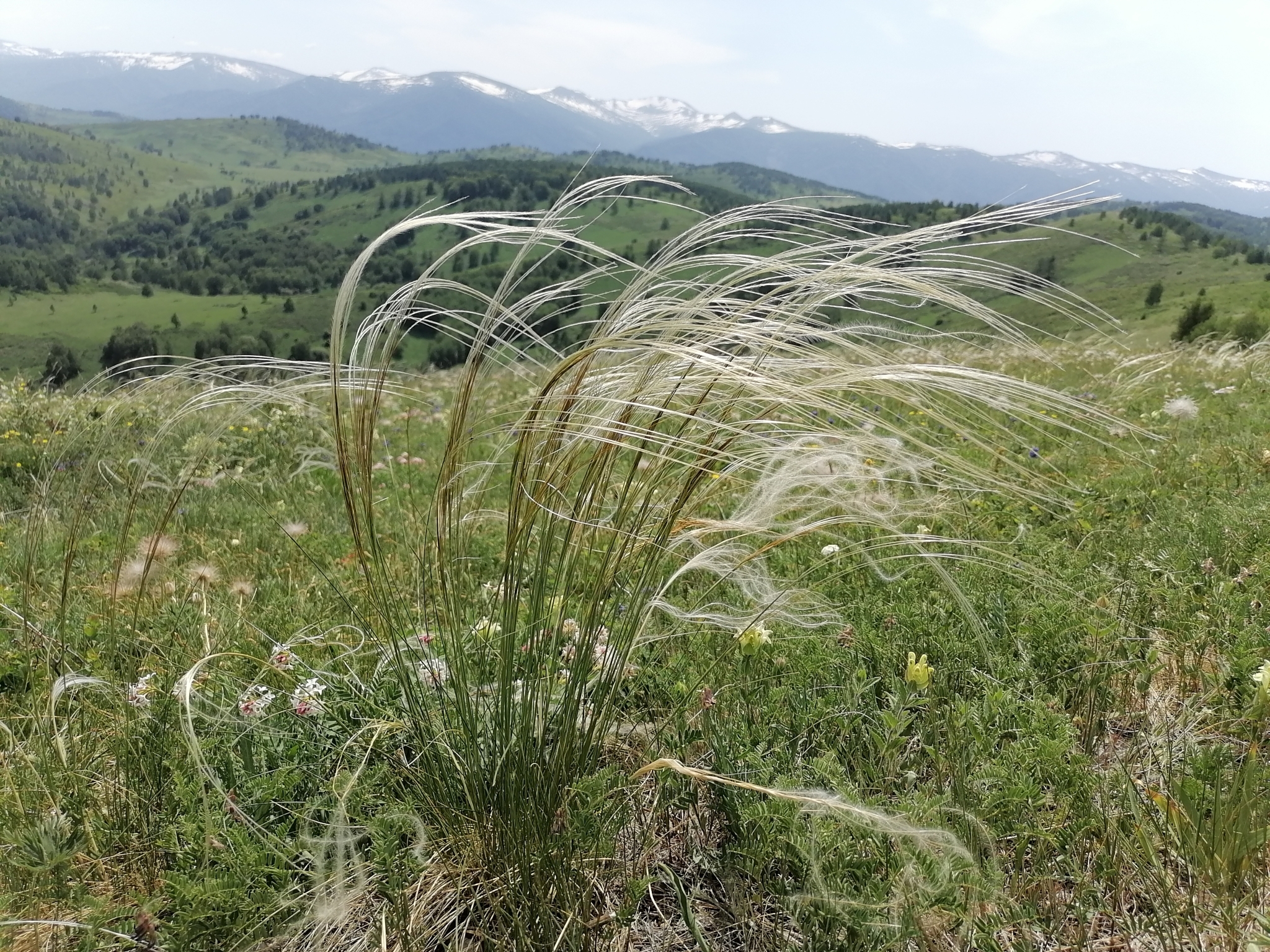 Stipa