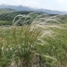 Stipa - Photo (c) Павел Голяков, algunos derechos reservados (CC BY-NC), subido por Павел Голяков