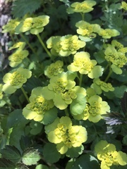 Chrysosplenium serreanum