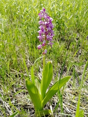 Orchis militaris