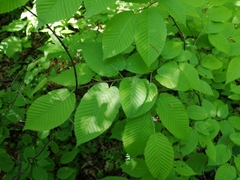 Carpinus cordata