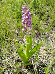 Orchis militaris