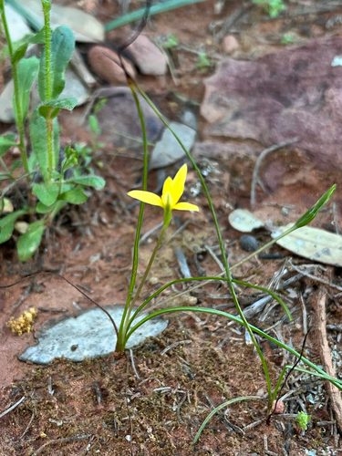 Pauridia glabella, 2026-09-19