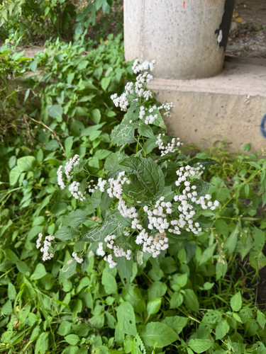 white snakeroot