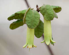 Correa reflexa reflexa