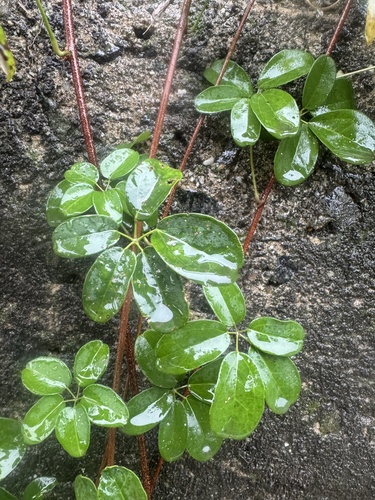 Five-leaf akebia